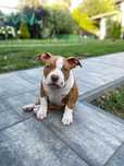 American Bully ABKC Piękny wzorcowy chłopak