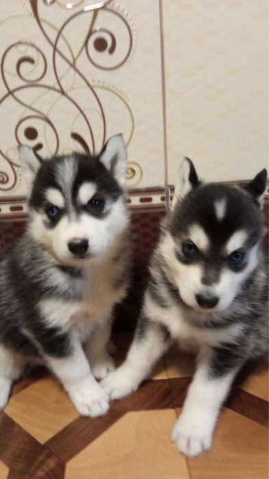 Хаскі в добрі руки