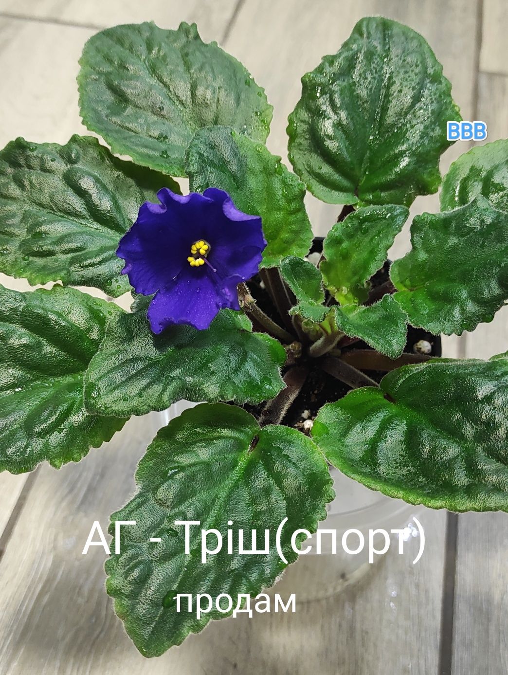 Продам дітки фіалок,листки із дітками, молоді стартери