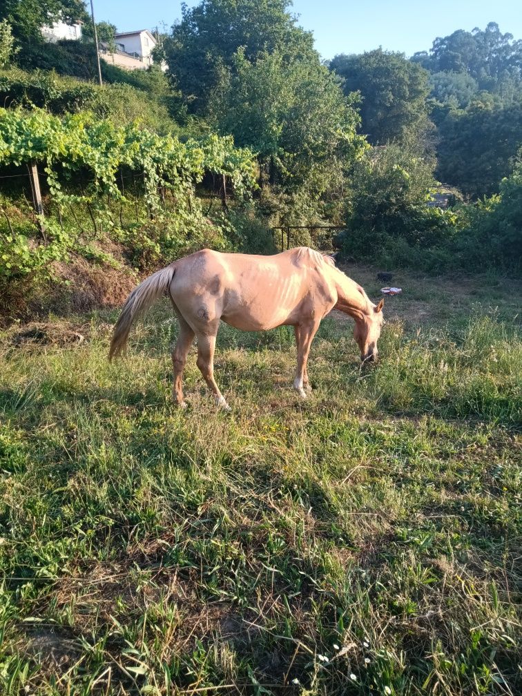 Cavalos para trocar