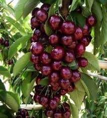 Саджанці колоновидних дерев.Черешня, Груша, Яблоня, Персик, Слива..