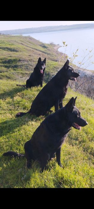 Щенки чёрной немецкой овчарки