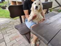 Golden Retriever szczeniak
