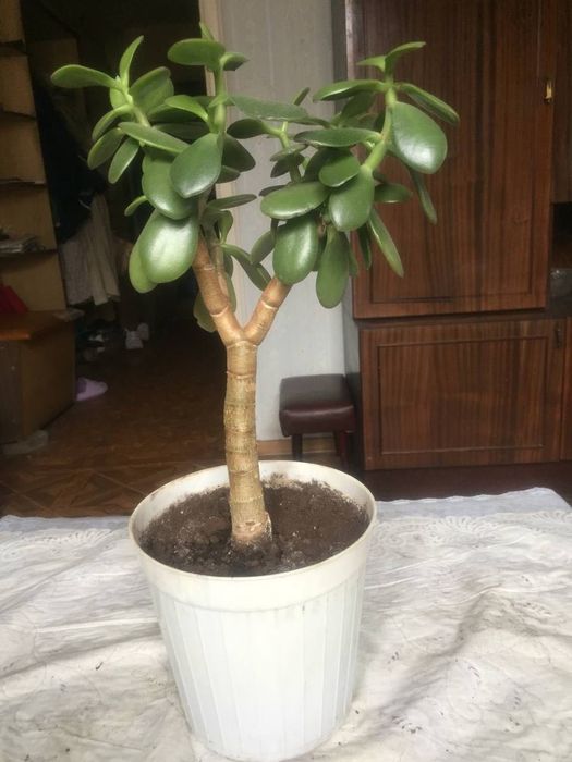 Грошове дерево кімнатна рослина