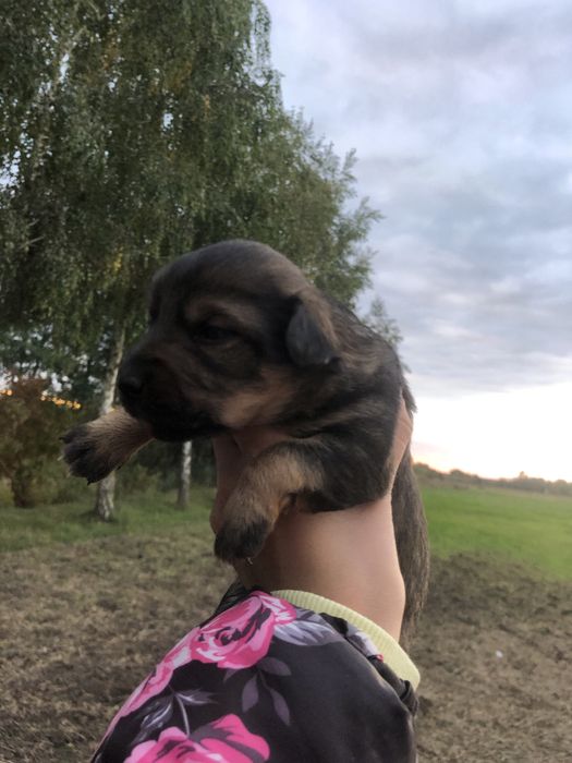 Віддам в добрі руки цуциків