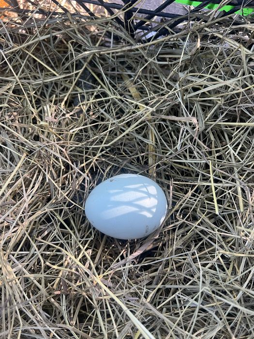 Інкубаційні яйця амерауканів