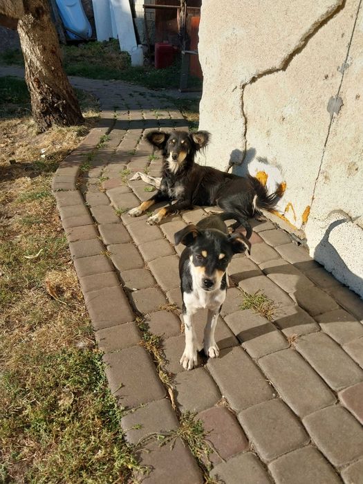 Собачки в добрі руки