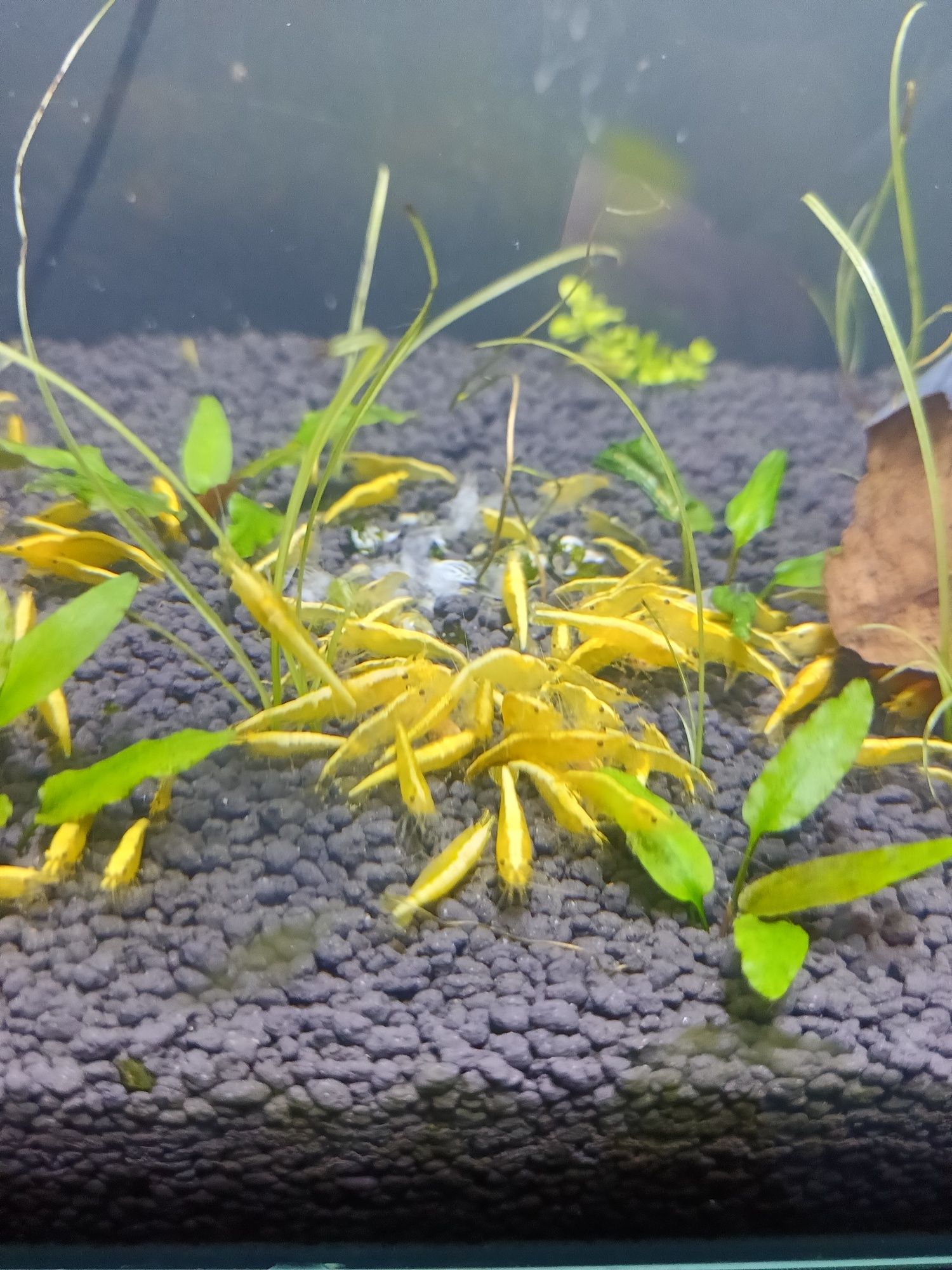 Krewetki yellow dorosłe