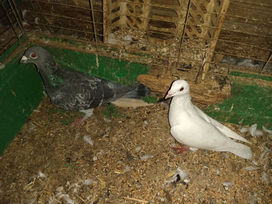 Zamienię pocztowe na szariki zamojskie