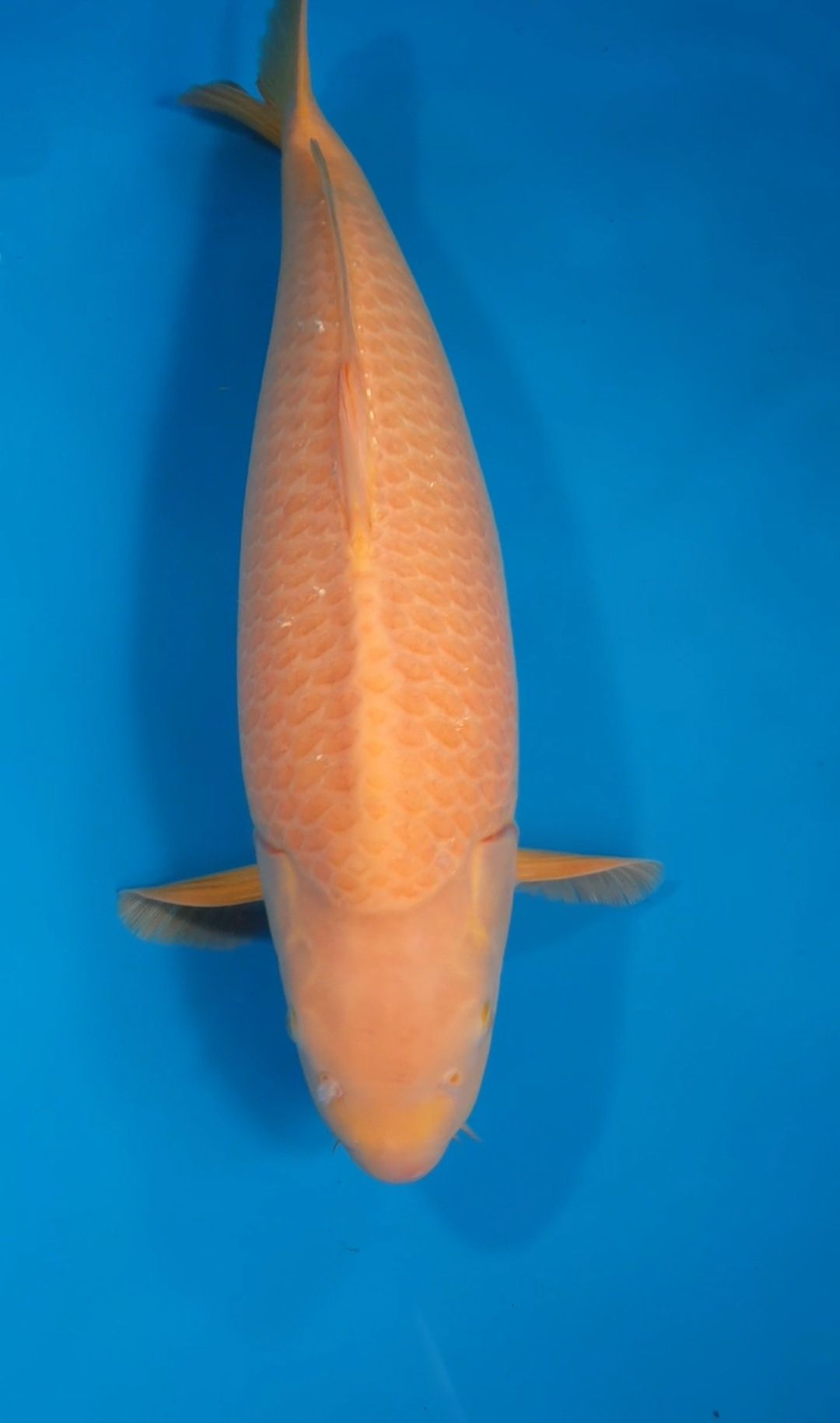 Carpa koi Karashigoi Macho 65cm