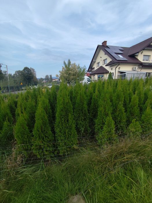 Tuja Szmaragd od 160cm