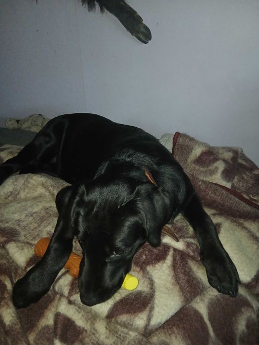 Цуциня Лабрадора Ретрівера