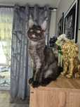 Cudna kotka Inka Maine Coon FPL