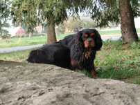 Cavalier King Charles spaniel piesek