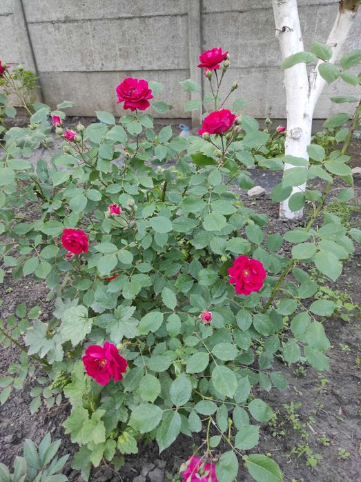 Продам вьющуюся розу