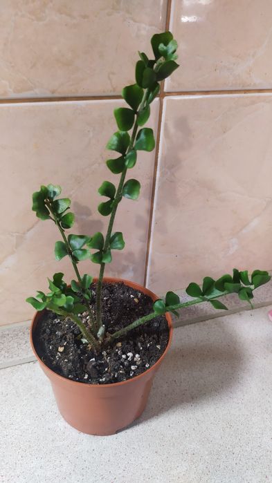 Продам папоротники