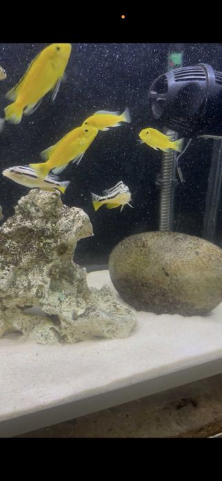 Labidochromis Caeruleus YELLOW + Auratus CASAL/TRIO
