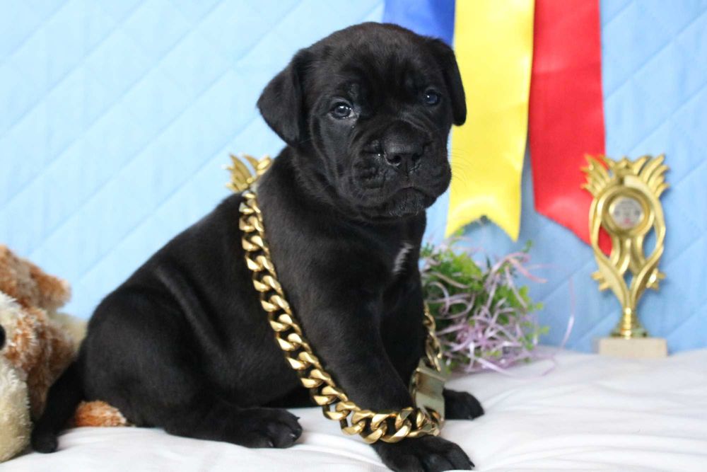 Чорна дівчинка в зеленому, Coco Chanel