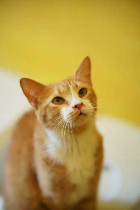 КЕКСІК в пошуках родини! Кіт, кастров 2 рочки