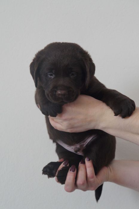 Labrador Retriever ZKwP/FCI- czekoladowy piesek
