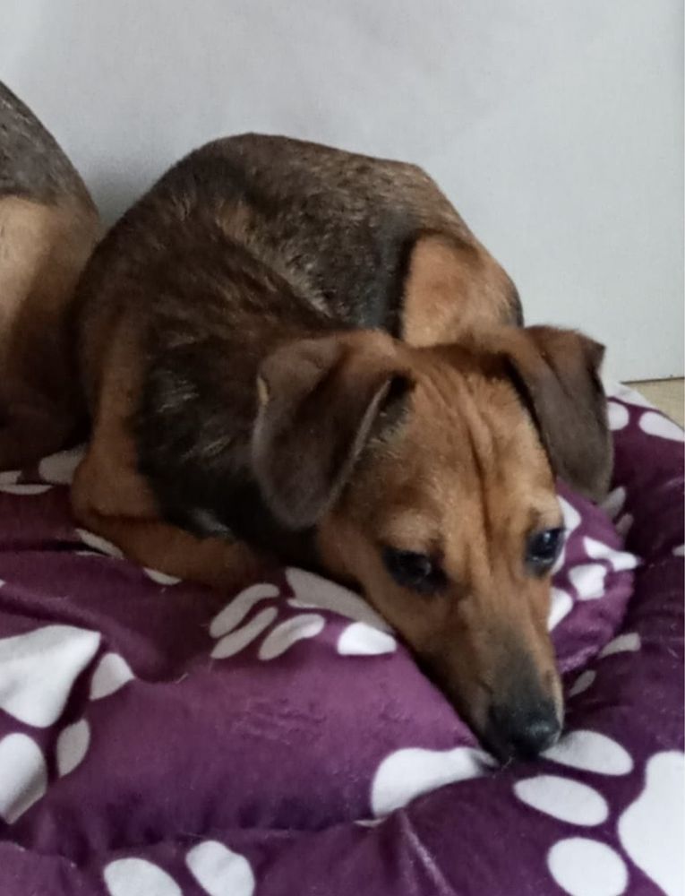 Urocze pieski do adopcji
