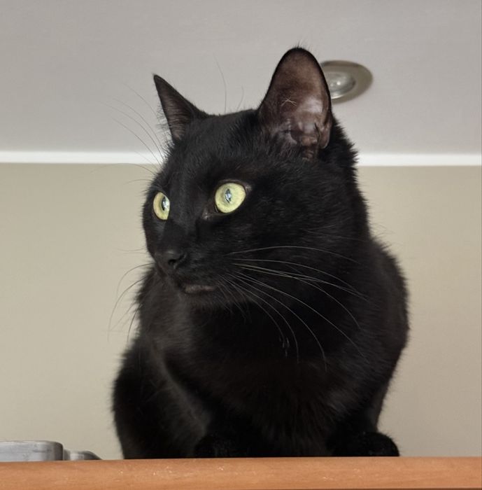 Kot dachowiec za darmo