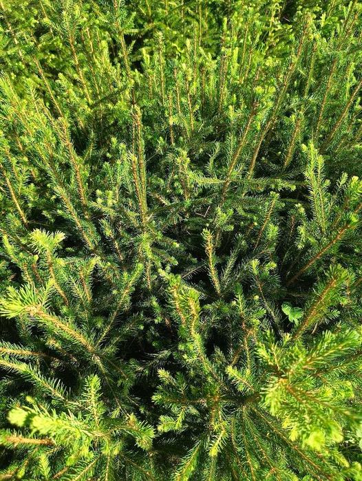 Świerk pospolity 4 lata 4/0 ładne sadzonki 40 cm 70 cm