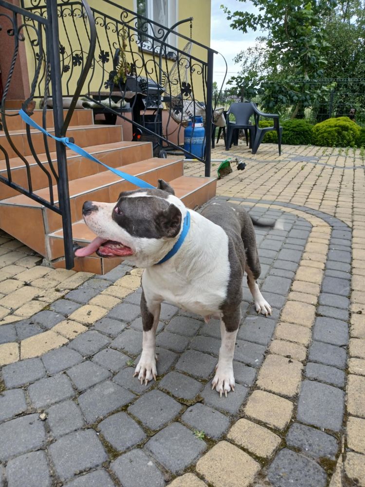 Pitbull suczka pitbull