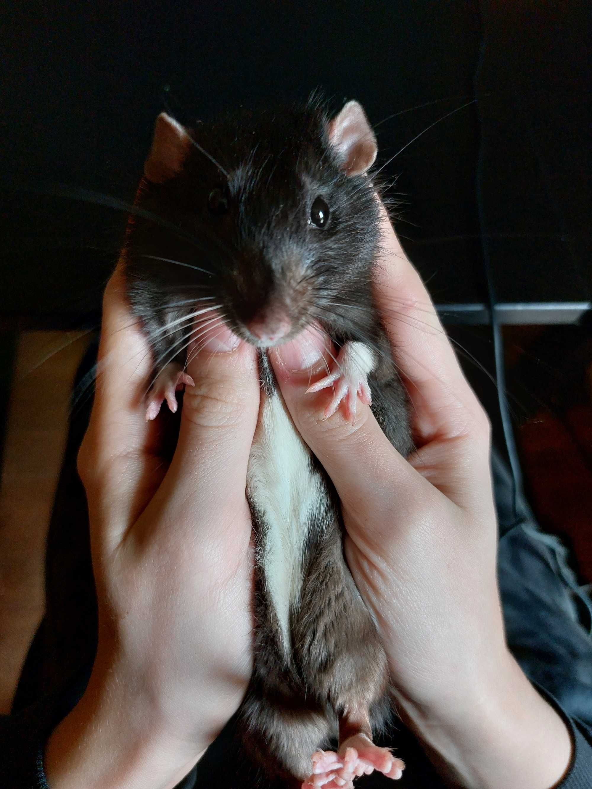 Szczurek dumbo 1,5 roczny