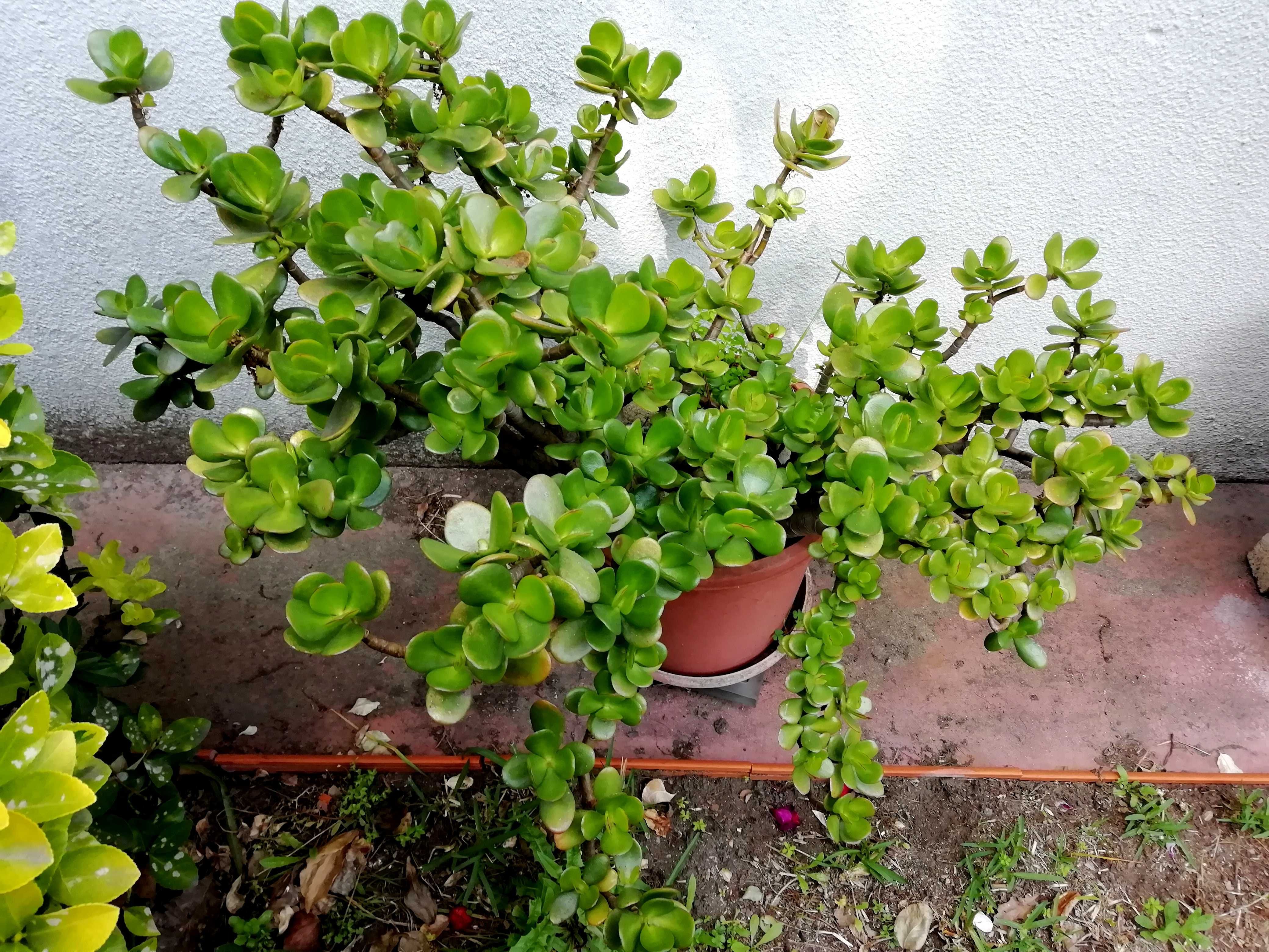 Planta Natural Jade (Crassula Ovata), atrai a Sorte e o Dinheiro