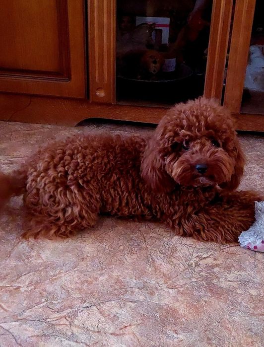 Вязка той пуделя.