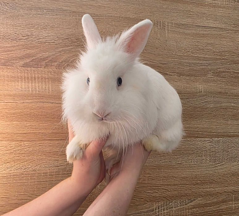 Biały królik miniaturka