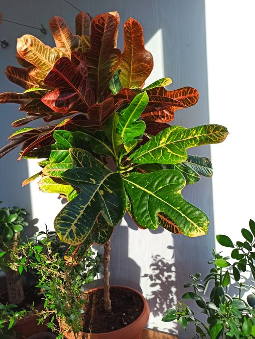 Денежное дерево - Красула,, Кротон.