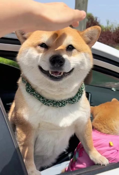 Кінолог. Є виїзд. Зоопсихолог. Дресирування собак.             (є виїз