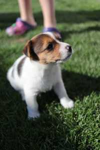 Szczeniak Jack Russell Terrier
