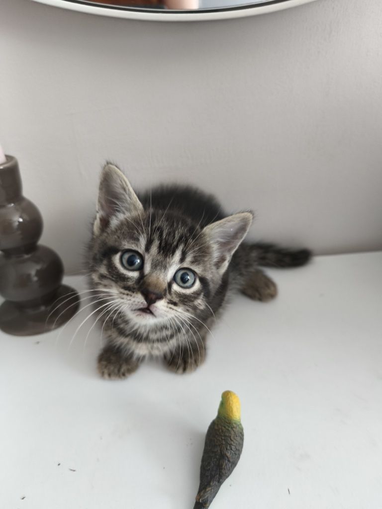 Кошенята 1,5 місяця