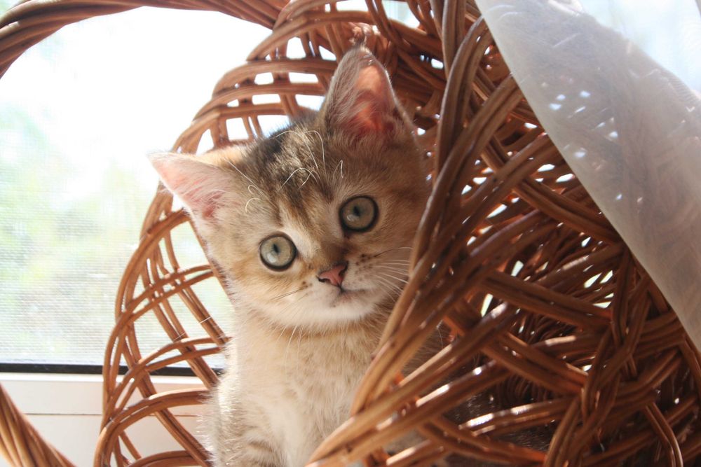 Киця-доця золото1 шиншилли