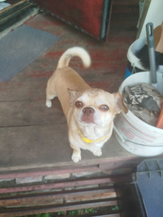 Пропала собака рыжего окраса чихуашка