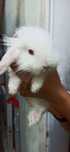 coelhinho mini Lop albino