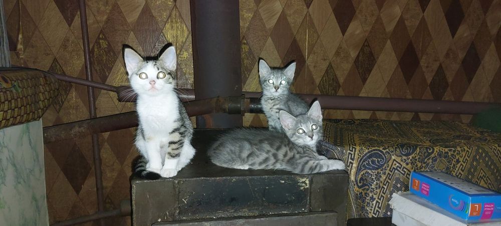 Отдам мальчишек в хорошие руки .