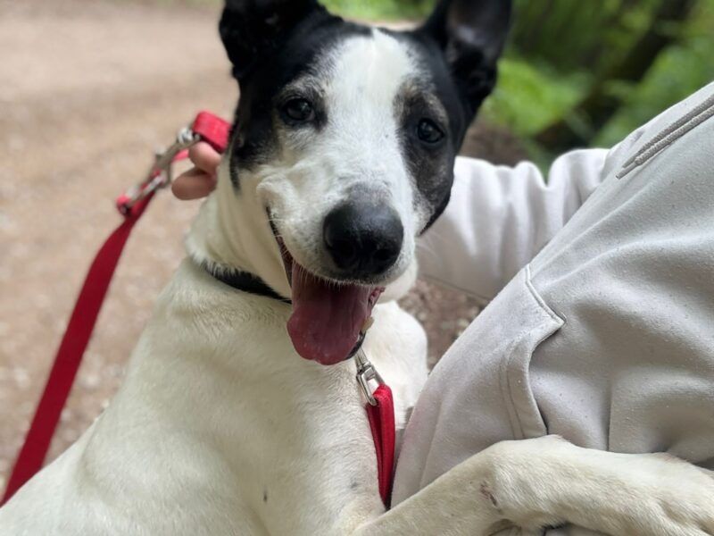 Przesłodka Fina szuka domu!