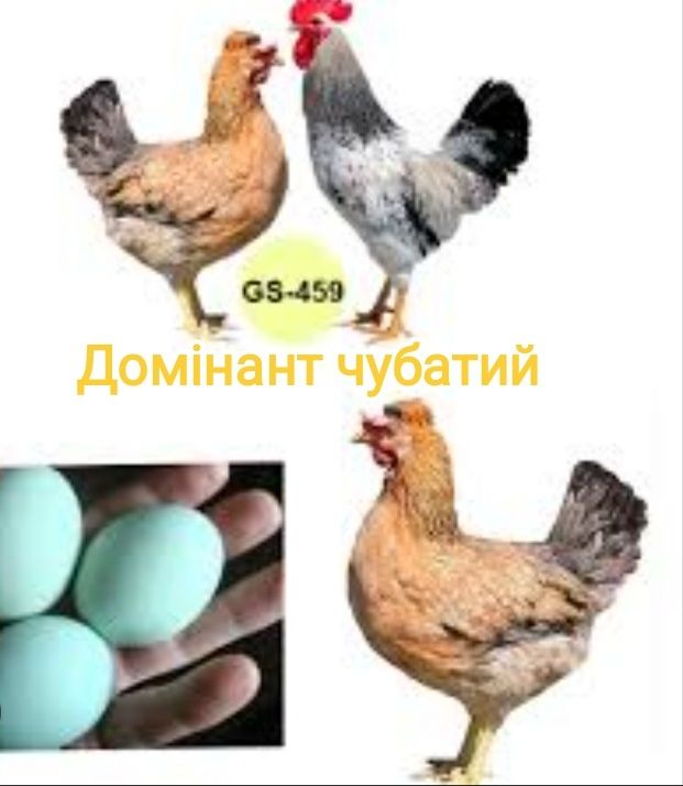 Інкубаційне яйце домінант червоний полосатой, опт та роздріб