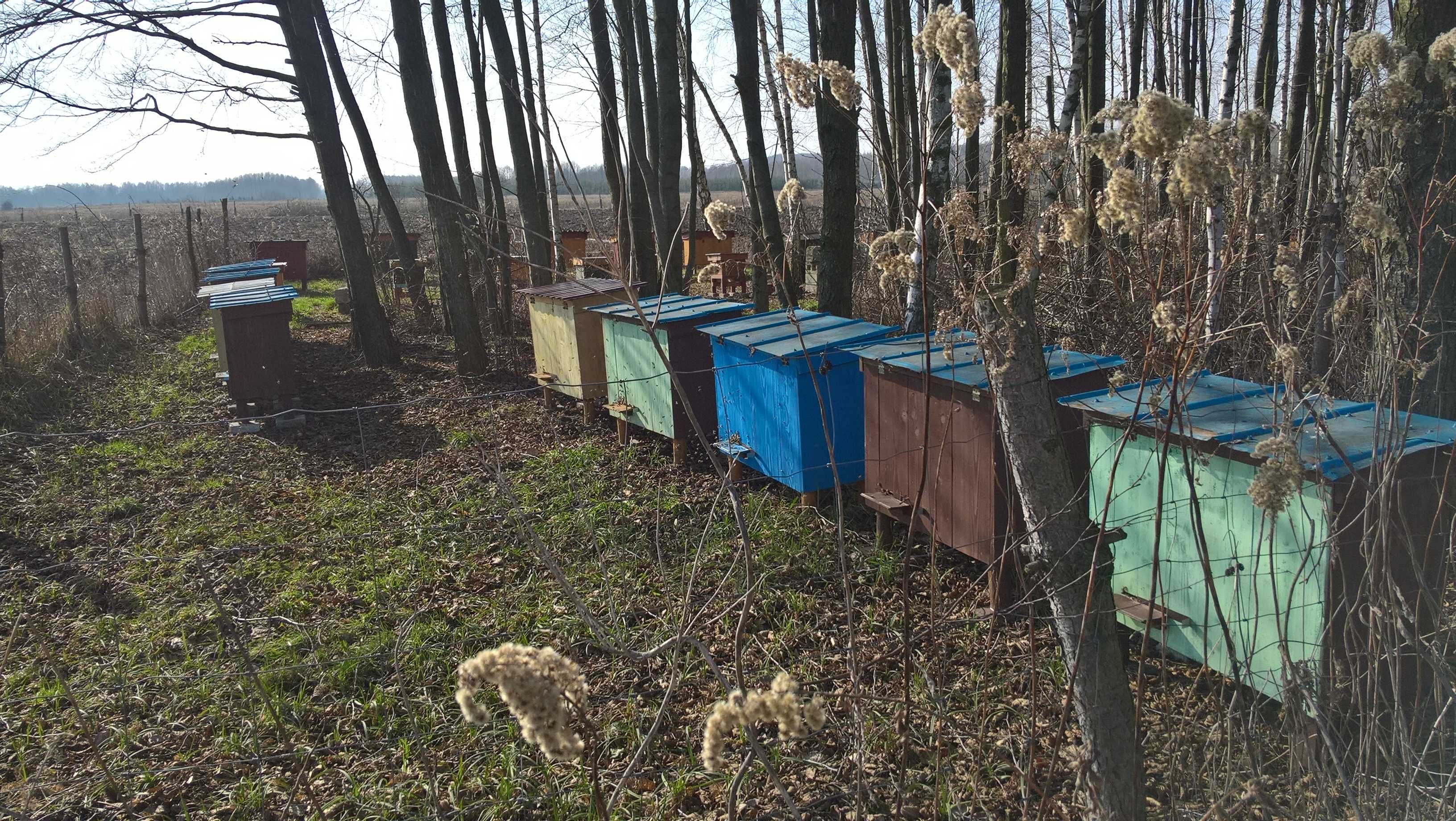 Miód z własnej pasieki , propolis