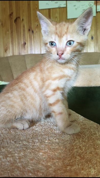 Котики в добрі руки