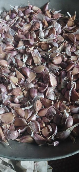 Продам Чосник, ПО ХОРОШІЙ ЦІНІ