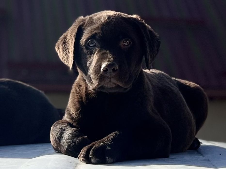 Шоколадний лабрадор