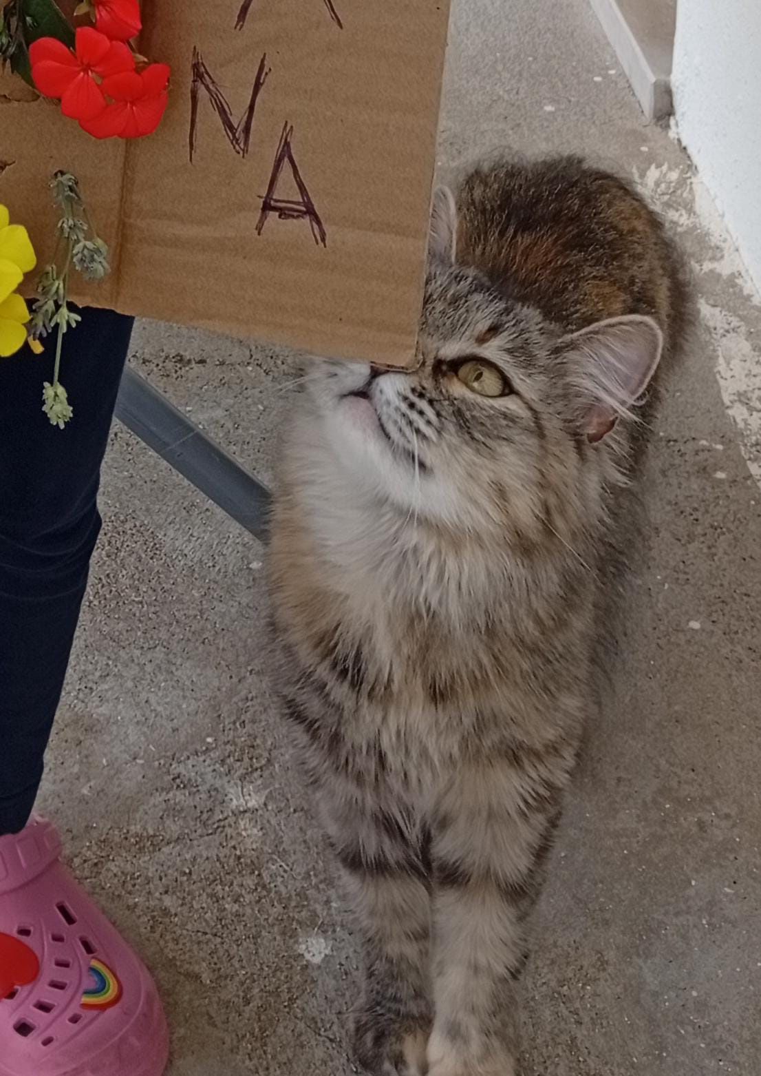 Gata peluda adoção