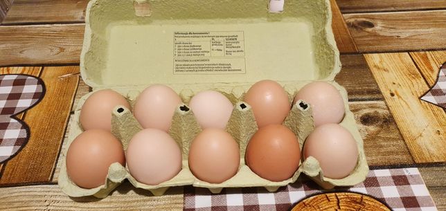 Jajka z własnej chodowli