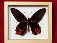 Motyl w ramce 14 x 12 cm . Atrophaneura semperi 105 mm .
