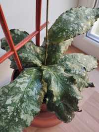 Хойя ундулата длинный лист / Hoya undulata long leaves
